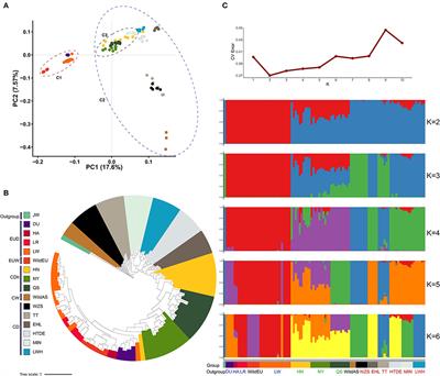 Genomic Analysis Reveals Human-Mediated Introgression From European Commercial Pigs to Henan Indigenous Pigs